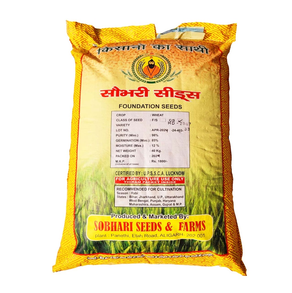 Wheat Seeds - Sobhari Seeds