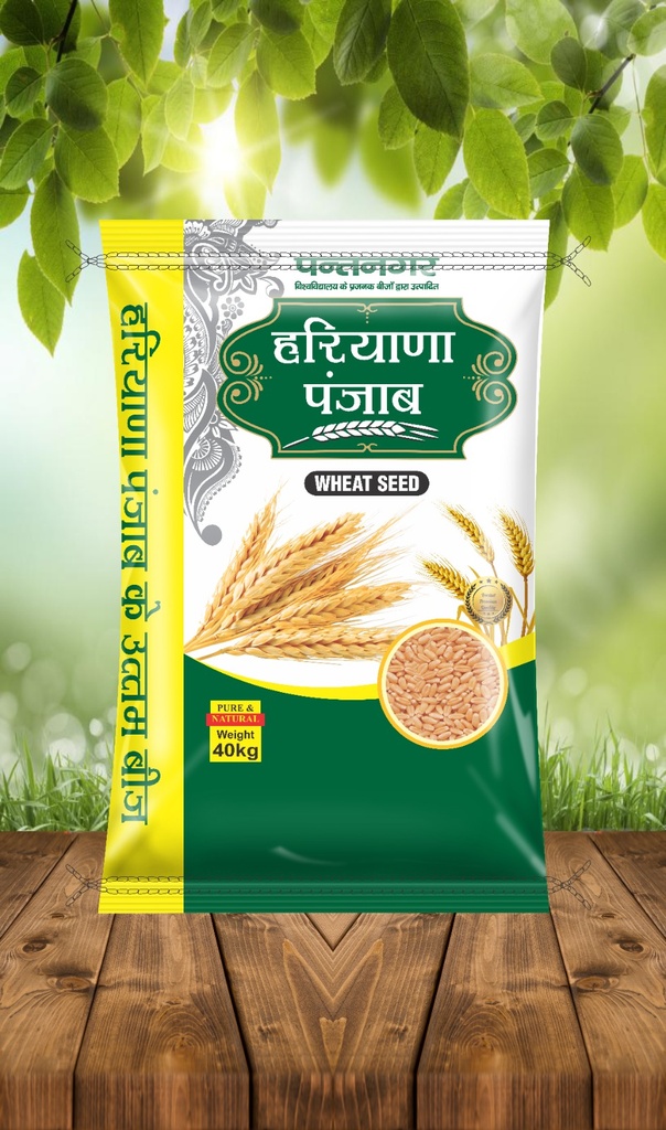 Wheat Seeds - Haryana Punjab