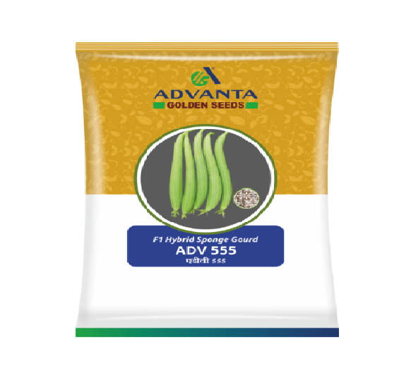 Spongegourd ADV-555 10gm - Advanta