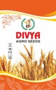Wheat Seeds - Divya Agro Seeds