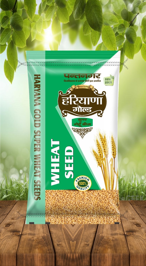 Wheat Seeds - Haryana Gold