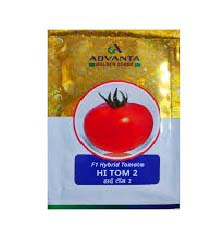 Tomato Hi Tom-2 3000nos - Advanta
