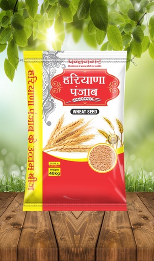 Wheat Seeds - Haryana Punjab