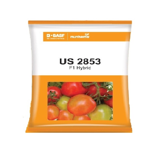 Tomato US-2853 10gm - Nunhems 