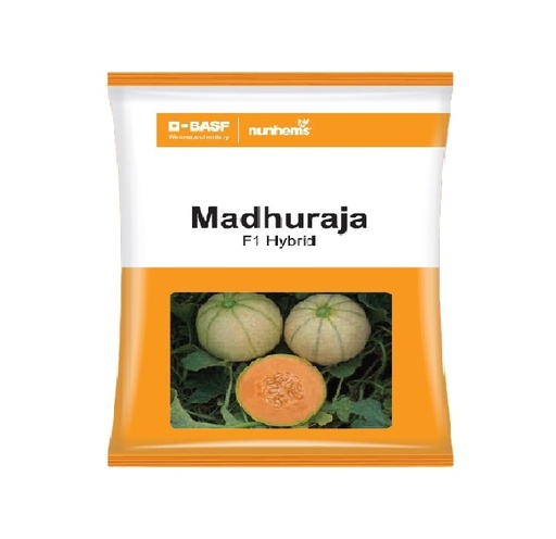 Muskmelon Madhuraja 1000Seeds - Nunhems 