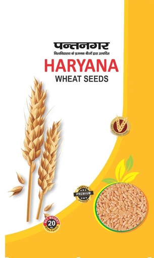 Wheat seeds - Haryana seeds