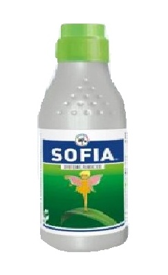 Sofia 250ml - IIL