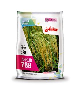 788 3kg - Ankur 