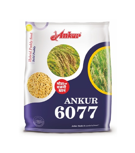 6077 3kg - Ankur 