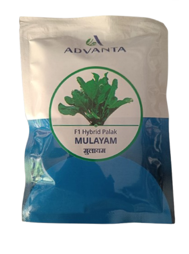 Palak Hyb Mulayam 50gm - Advanta